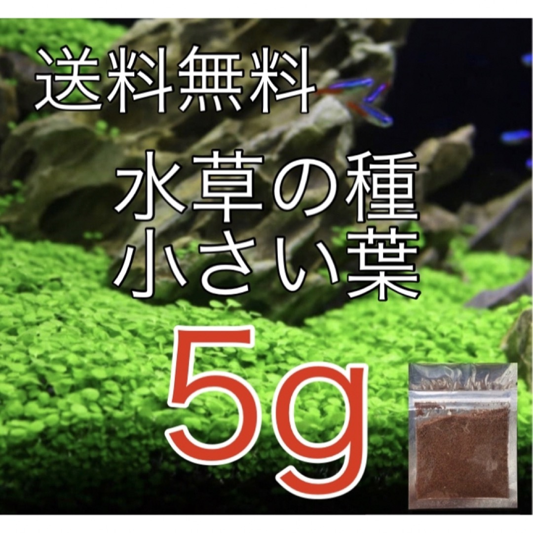 種から育てる水草　水草の種【小さい葉】5g その他のペット用品(アクアリウム)の商品写真