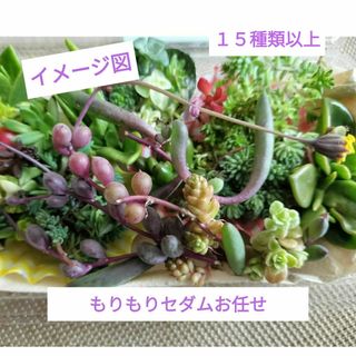 もりもりセダムお任せカット苗セット(プランター)