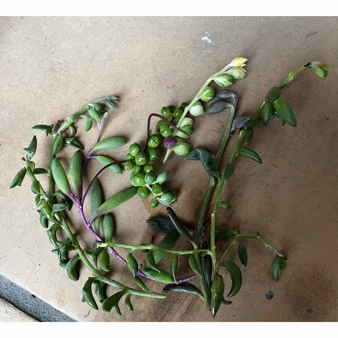 ネックレス6種イロトリドリ チビ苗 カット苗 多肉植物  セダム センペンビウム ハンドメイドのフラワー/ガーデン(その他)の商品写真