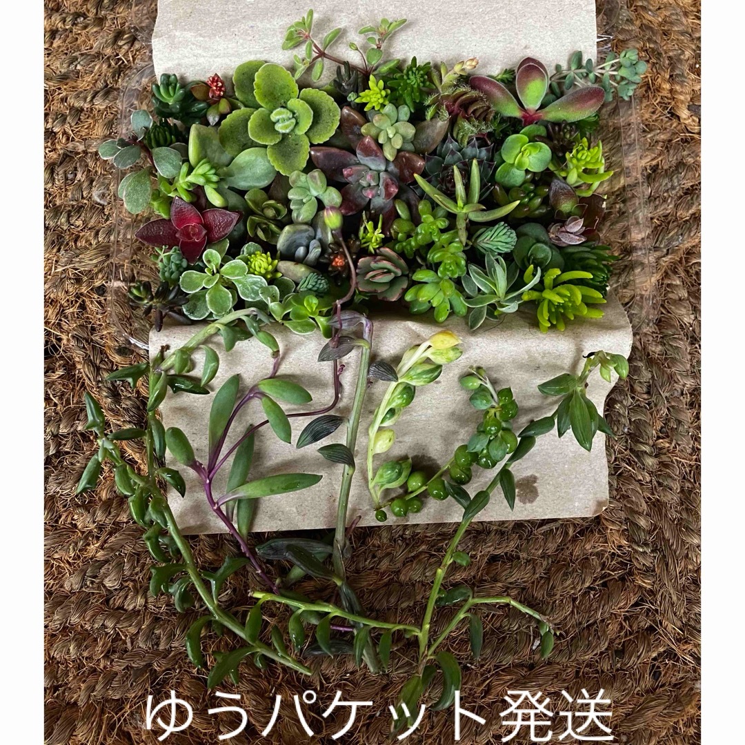 ネックレス6種イロトリドリ チビ苗 カット苗 多肉植物  セダム センペンビウム ハンドメイドのフラワー/ガーデン(その他)の商品写真