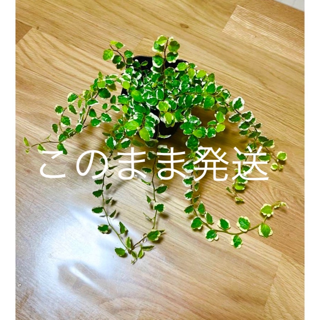 観葉植物　プミラ サニーホワイト　　苗 ハンドメイドのフラワー/ガーデン(プランター)の商品写真