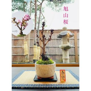 旭山桜の苔盆栽(その他)