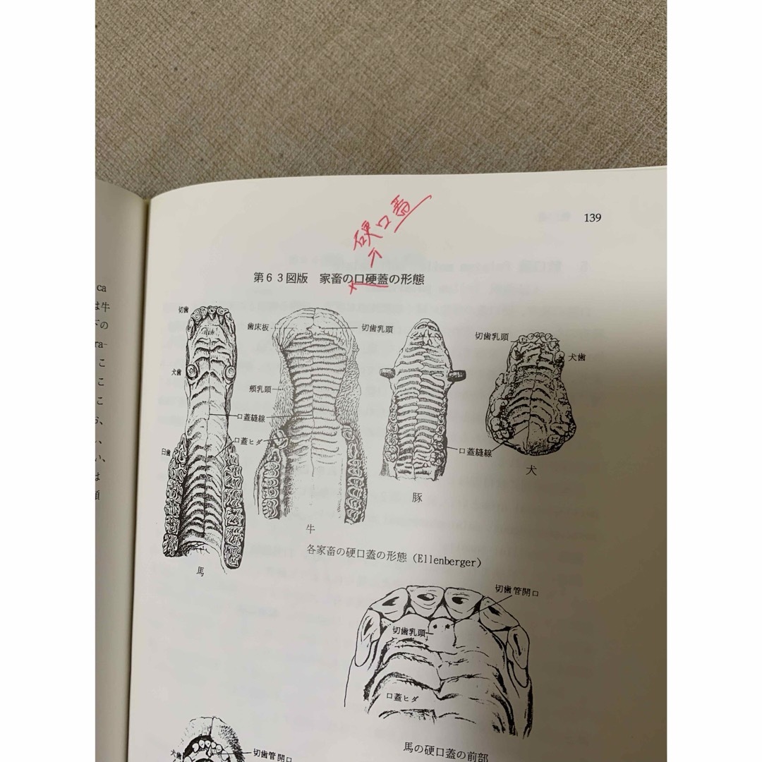 家畜比較解剖学 第二版 エンタメ/ホビーの本(語学/参考書)の商品写真