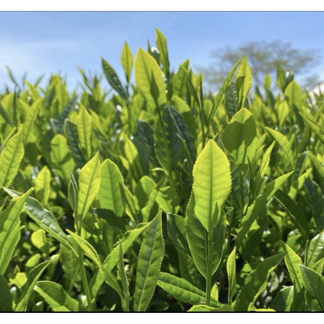 【即日発送】八女茶 お茶 緑茶 茶葉 高級煎茶 茎茶 白折【匿名配送】 食品/飲料/酒の飲料(茶)の商品写真