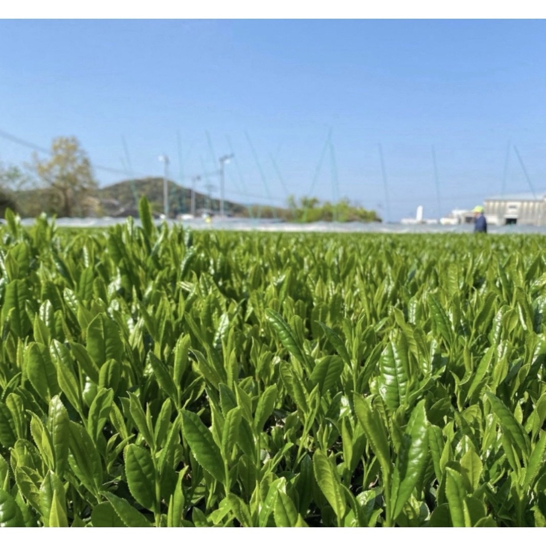 【即日発送】八女茶 お茶 緑茶 茶葉 高級煎茶 茎茶 白折【匿名配送】 食品/飲料/酒の飲料(茶)の商品写真