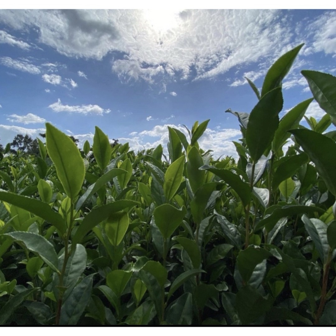 【即日発送】八女茶 お茶 緑茶 茶葉 高級煎茶 茎茶 白折【匿名配送】 食品/飲料/酒の飲料(茶)の商品写真