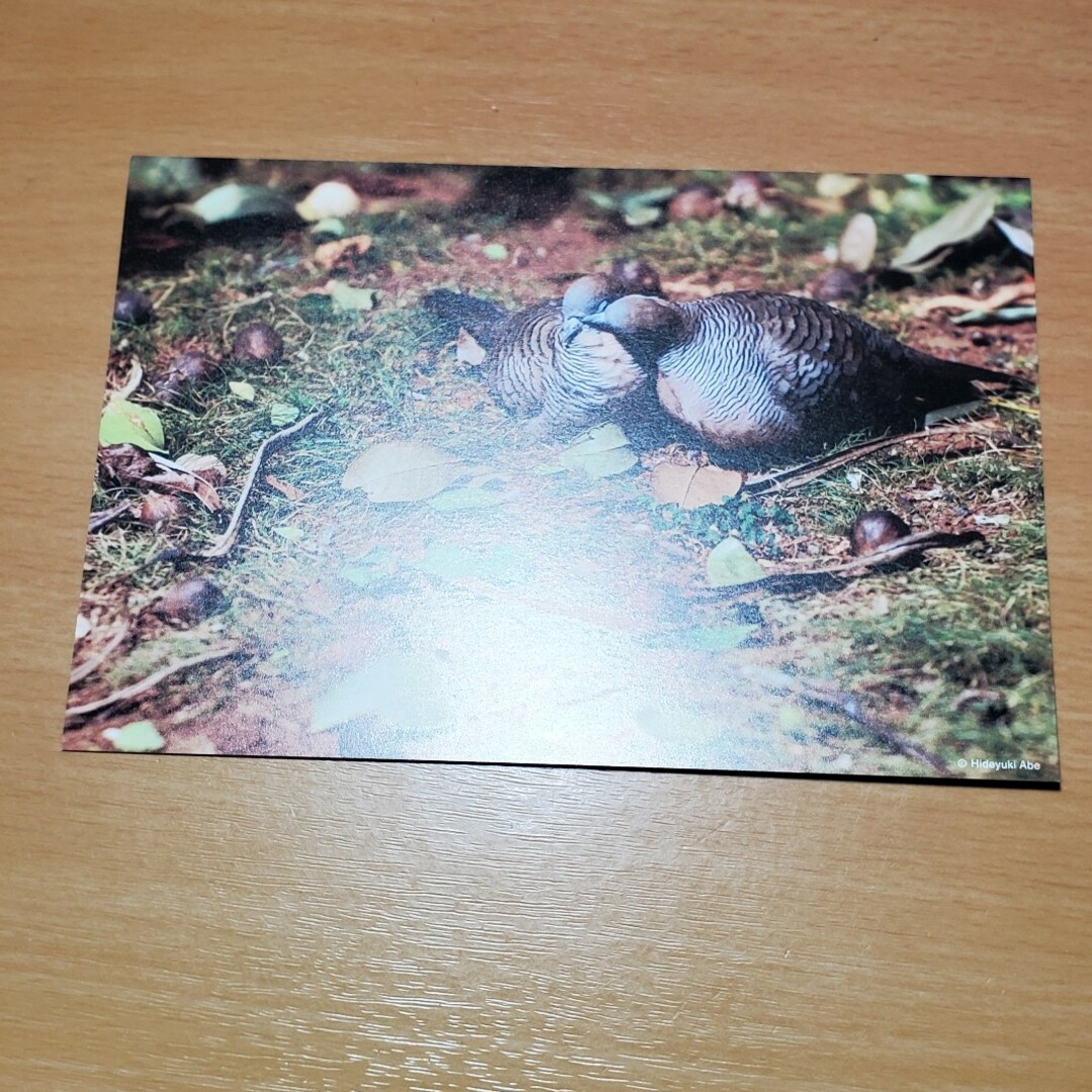 TAMRON(タムロン)のポストカード エンタメ/ホビーのコレクション(ノベルティグッズ)の商品写真