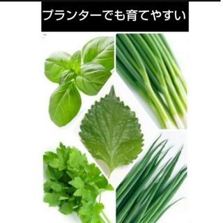 野菜種セットN(その他)