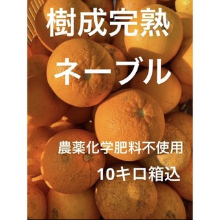ネーブルオレンジS～L混合サイズ　箱込10キロ　香川県産 (フルーツ)