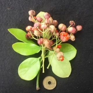 マサキ　柾　アオキ　種子　５個（粒）　観葉植物　ハマ ツバキ(その他)