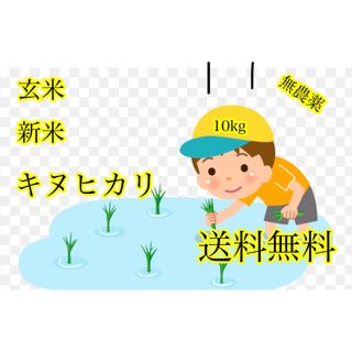 令和5年度産 新米玄米キヌヒカリ10kg   (米/穀物)