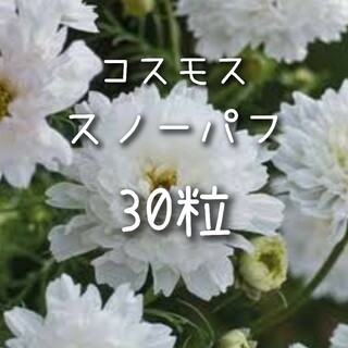 【スノーパフのタネ】30粒 種子 種 コスモス 秋桜  切り花にも 花(その他)