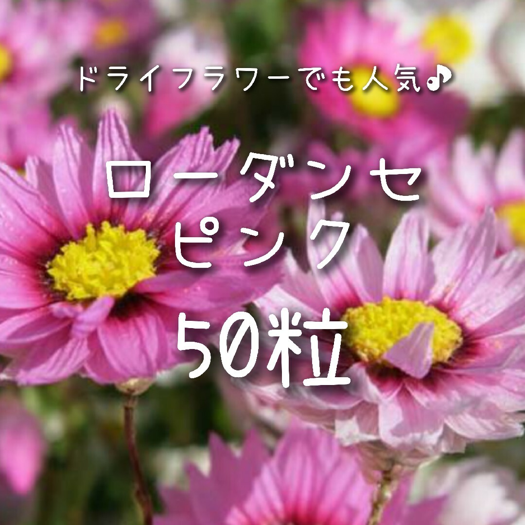 【ローダンセのタネ】ピンク50粒 種子 種 切り花やドライフラワーも 姫貝細工 ハンドメイドのフラワー/ガーデン(その他)の商品写真