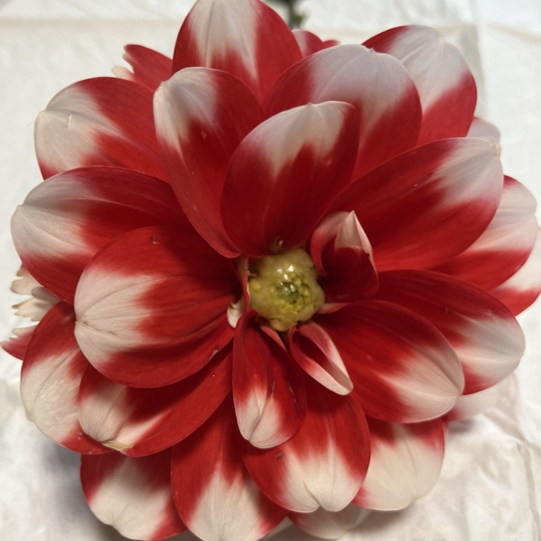 ダリア球根　赤白2色咲き　3球 ハンドメイドのフラワー/ガーデン(プランター)の商品写真