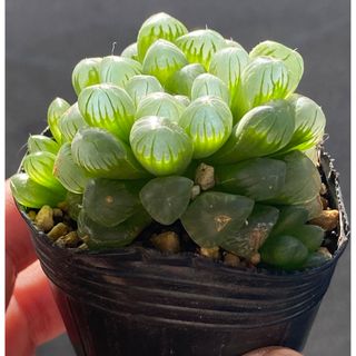 オブツーサ　ハオルチア　抜き苗　子株ついてます(その他)
