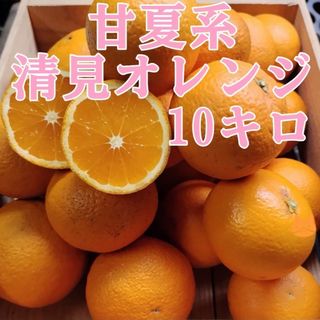 甘夏系清見オレンジ 10㌔(フルーツ)