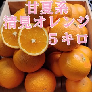 甘夏系清見オレンジ 5㌔(フルーツ)