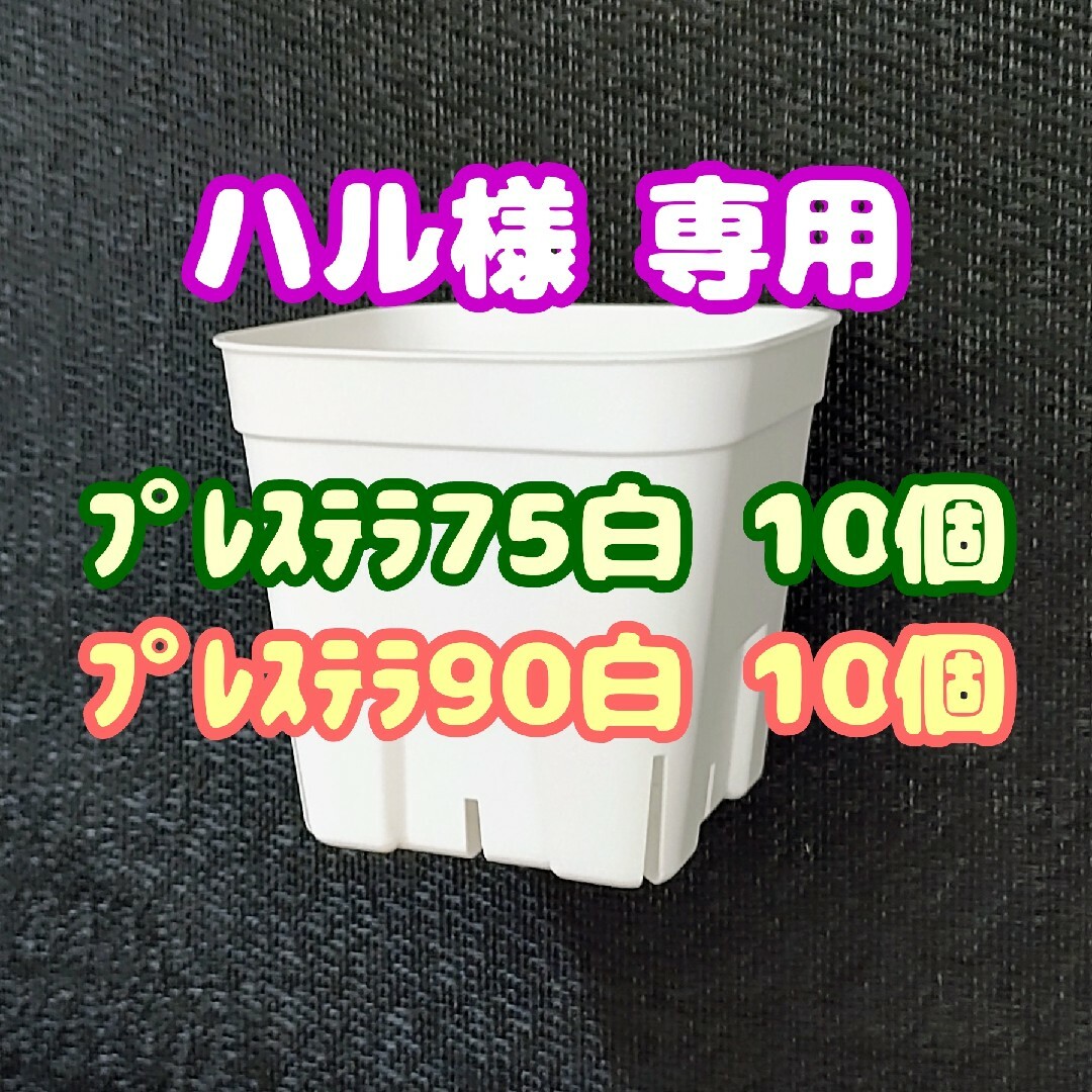 【スリット鉢】プレステラ75白10個 多肉植物 プラ鉢 ハンドメイドのフラワー/ガーデン(プランター)の商品写真