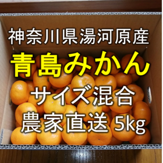 【青島みかん】約5kg 神奈川県湯河原町産 農家直送(フルーツ)
