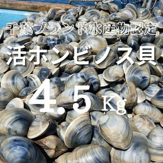 江戸前！天然ホンビノス貝（千葉ブランド認定サイズ）4.5㎏　船橋三番瀬産☆送料込み(魚介)