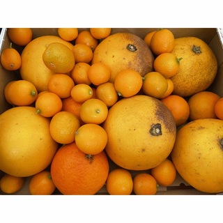 無農薬金柑　グレープフルーツ　津の輝　ミニマーコットオレンジ(フルーツ)