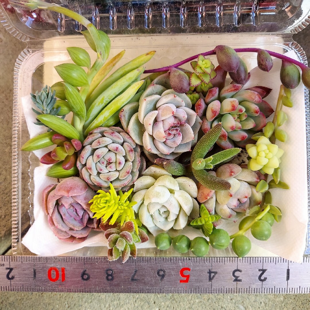 多肉植物　寄せ植えセット♪ ハンドメイドのフラワー/ガーデン(その他)の商品写真