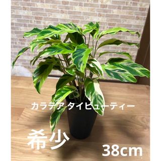 観葉植物　カラテア タイビューティー   苗(プランター)