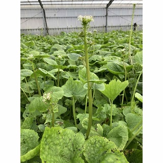 安曇野産わさびの花(訳あり300ｇ)(野菜)