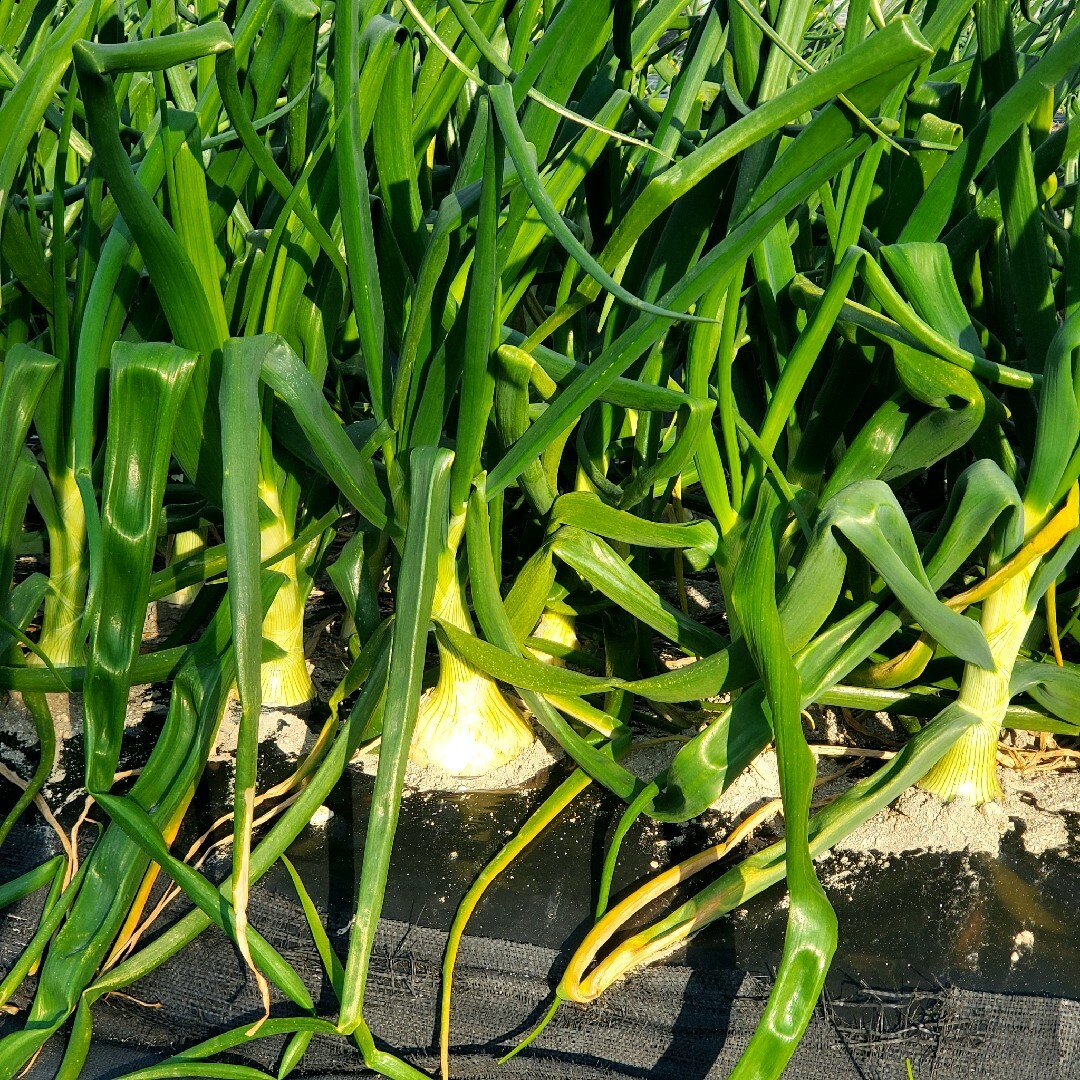 淡路島新玉ねぎ🧅3kg 食品/飲料/酒の食品(野菜)の商品写真