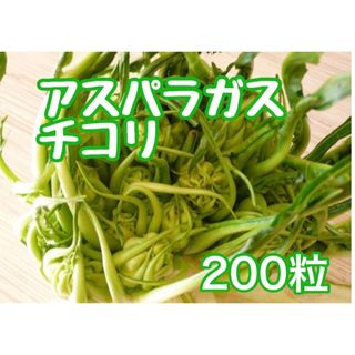 アスパラガスチコリの種200粒(プランター)