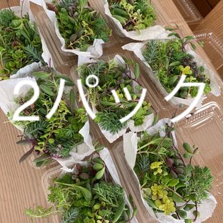 多肉植物　カット苗　2パック 希望あれば育て方送ります　(その他)