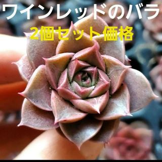 2個セット♡ワインレッドのバラ♡多肉植物 根付き(その他)