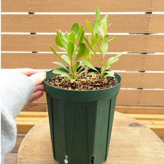 【GW特別価格】プロテア【protea cynaroides】実生苗!!④(その他)