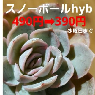 水曜日まで♡タイムセール スノーボールhyb カット苗 多肉植物 1つ(その他)