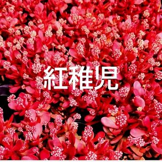 多肉植物  真っ赤な《 紅稚児》 抜き苗(その他)