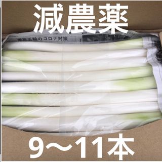 ずっしり重い！！　　カット白長ネギ　　A4サイズ(野菜)