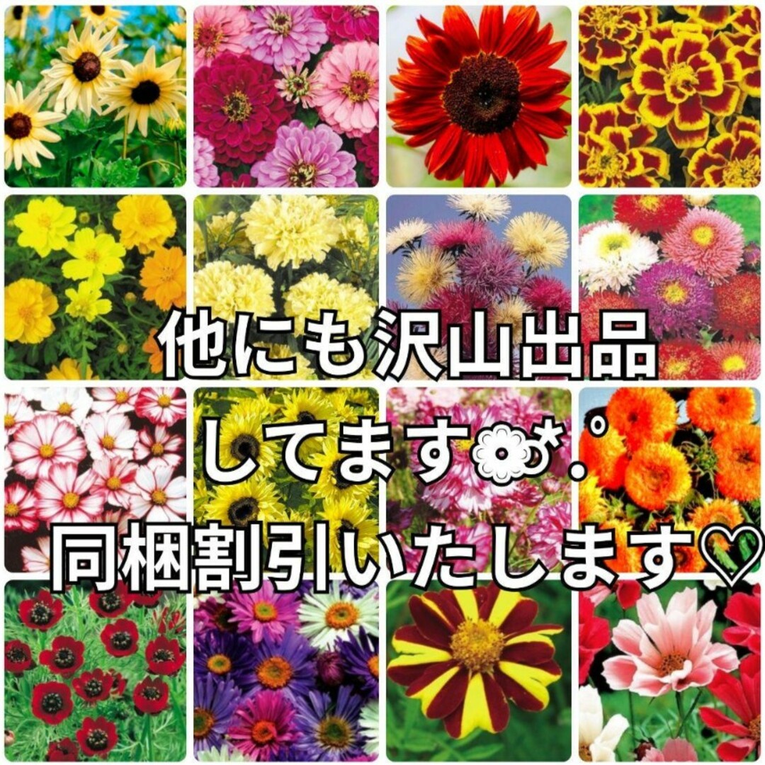 花の種 《珍しい品種》コスモス 種 ミックス種 30粒 ハンドメイドのフラワー/ガーデン(その他)の商品写真
