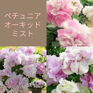10粒　可愛さにメロメロ♡八重咲き大輪ペチュニア✦オーキッドミスト✦花の種(その他)
