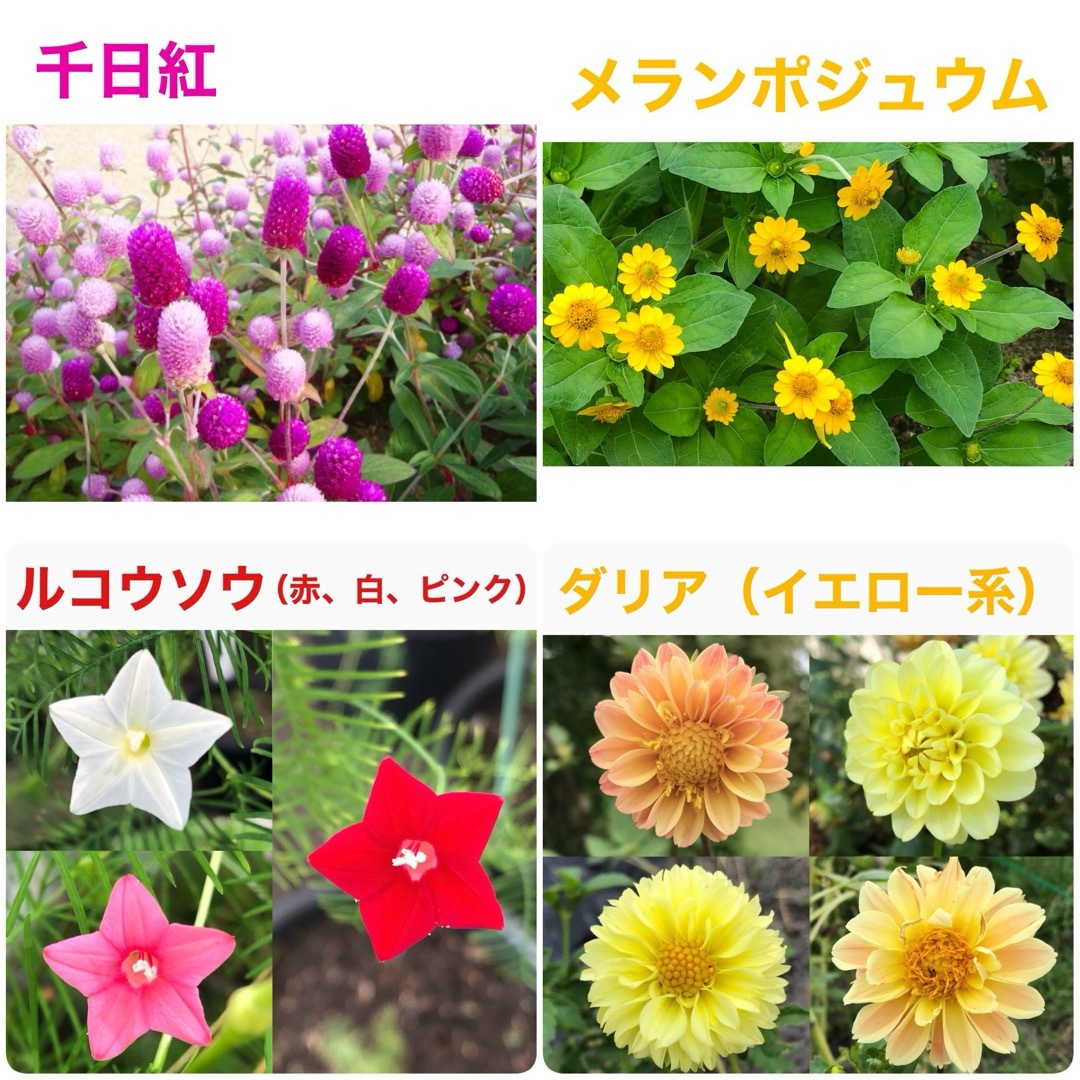 夏に咲く春蒔きの花の種 8種類 ちょっとずつ ハンドメイドのフラワー/ガーデン(その他)の商品写真