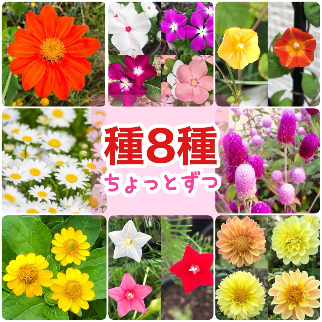 夏に咲く春蒔きの花の種 8種類 ちょっとずつ ハンドメイドのフラワー/ガーデン(その他)の商品写真