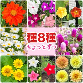 夏に咲く春蒔きの花の種 8種類 ちょっとずつ(その他)