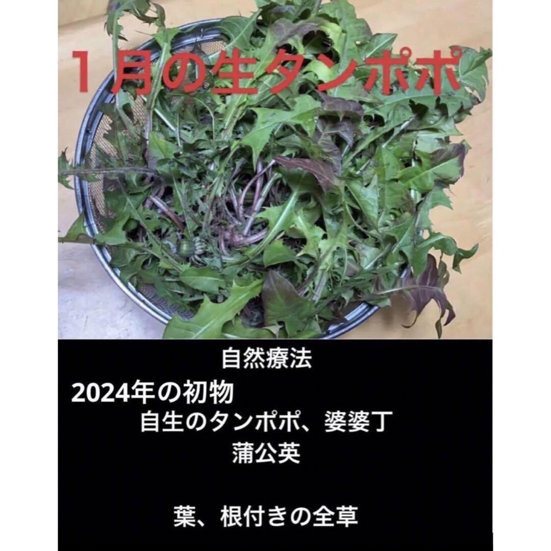 自然療法、岐阜産、畑の横、 自生のタンポポ、蒲公英 、婆婆丁、50g+〆 食品/飲料/酒の食品(野菜)の商品写真