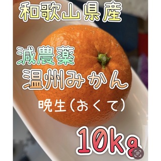減農薬 晩生みかん【10kg】和歌山県産(フルーツ)