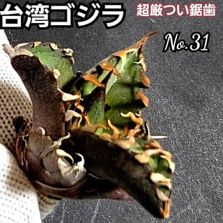 台湾ゴジラ　No.31　不規則に乱れる超厳つい鋸歯が特徴的！入手困難高級アガベ(その他)