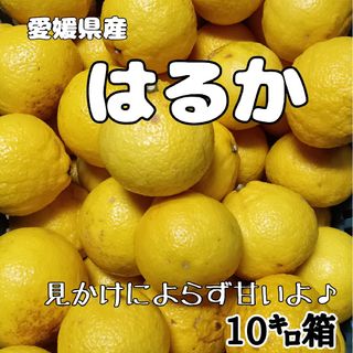 愛媛県産★農家直送★柑橘 はるか 家庭用10キロ(フルーツ)