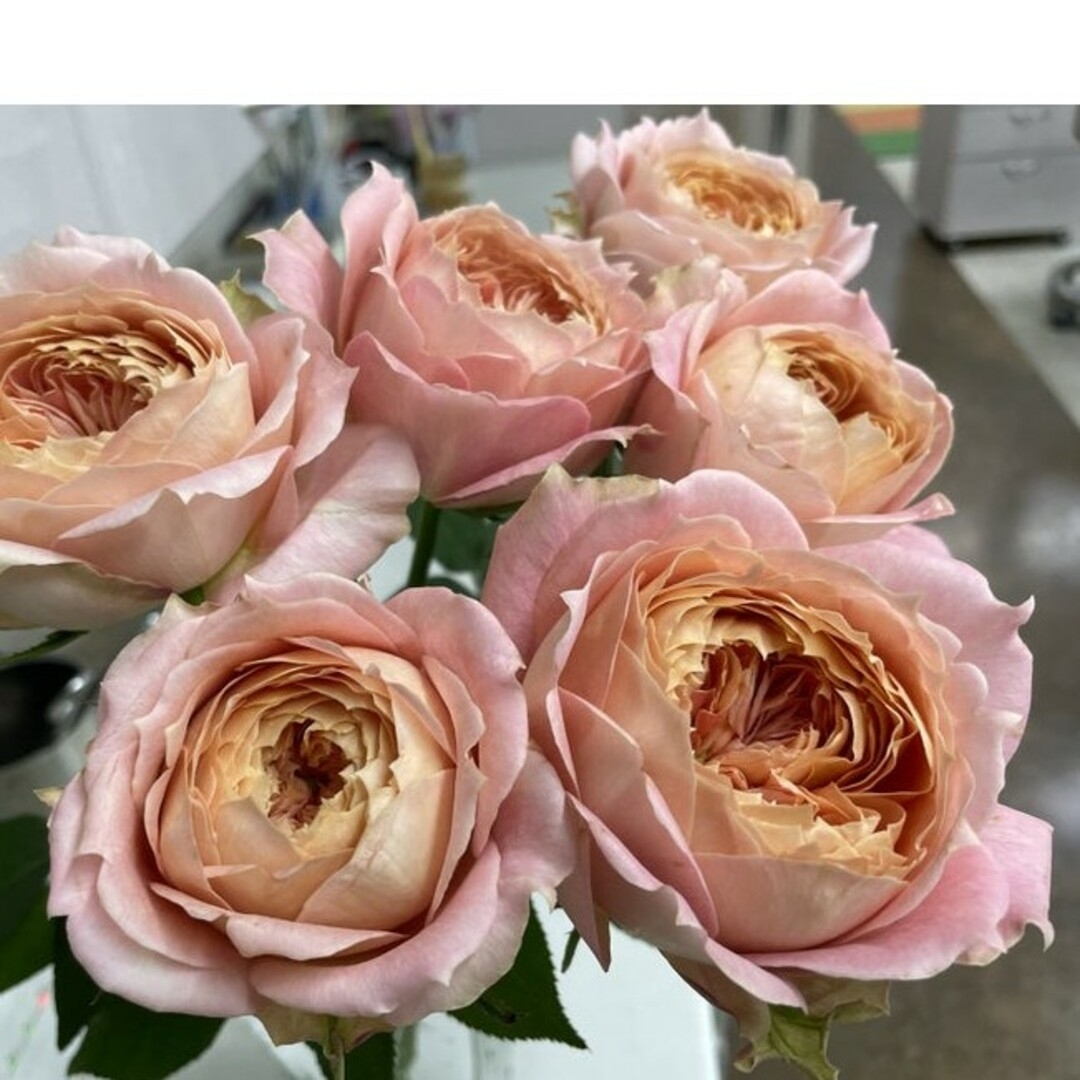 🌼レア!大輪切り花種バラ苗🌼キ○ンディアンティー 🌼レア!大輪切り花種バラ苗🌼キ○ンディアンティー