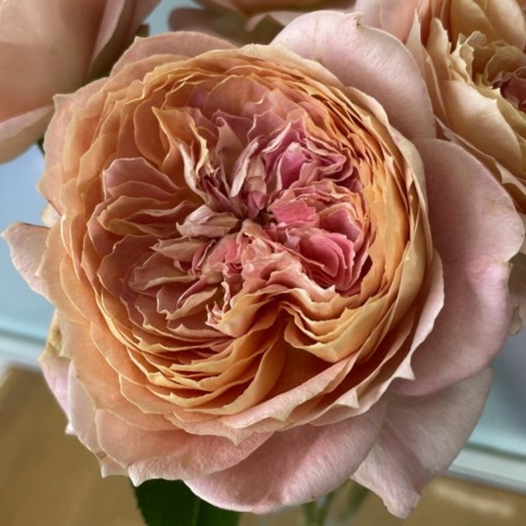 🌼レア!大輪切り花種バラ苗🌼キ○ンディアンティー 🌼レア!大輪切り花種バラ苗🌼キ○ンディアンティー