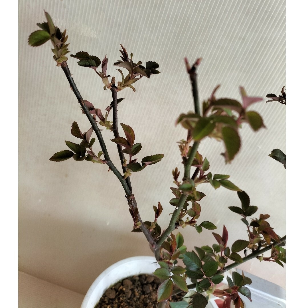 🌼レア!大輪切り花種バラ苗🌼キ○ンディアンティー 🌼レア!大輪切り花種バラ苗🌼キ○ンディアンティー