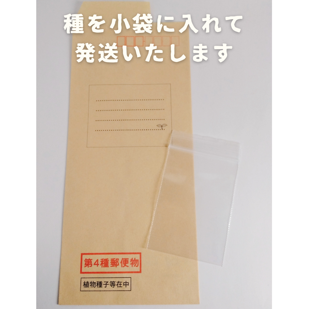 【種】ツルムラサキ　皇宮菜　無農薬　70粒 食品/飲料/酒の食品(野菜)の商品写真