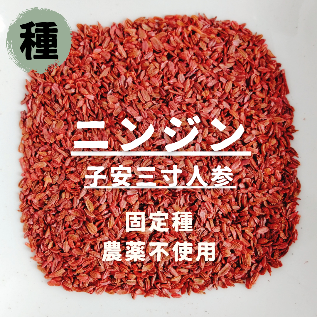 【種】ニンジン　子安三寸人参　無農薬　200粒 食品/飲料/酒の食品(野菜)の商品写真